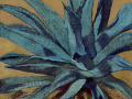 blue-agave