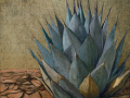 mexican-agave-260